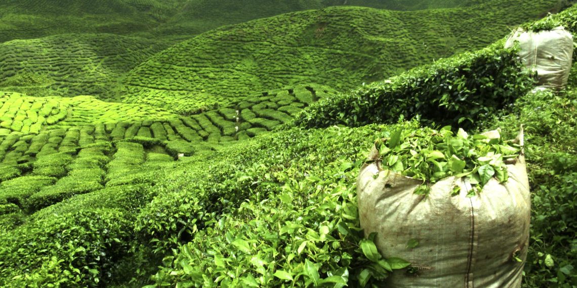 Munnar | Places to Visit This Summers in India