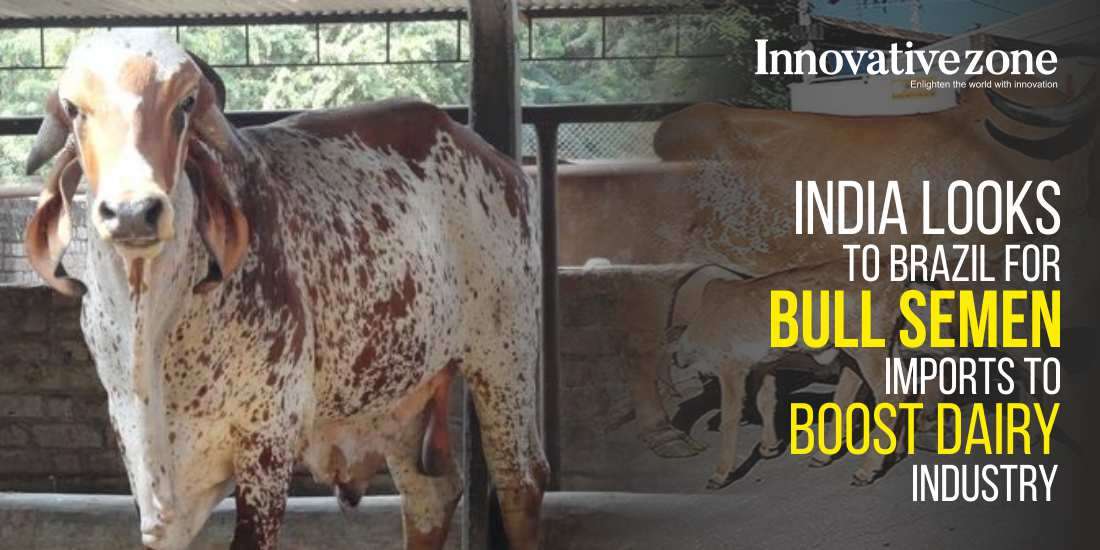 India Looks to Brazil for Bull Semen Imports to Boost Dairy Industry